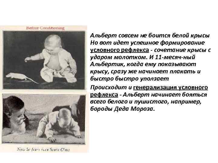  • Альберт совсем не боится белой крысы  Но вот идет успешное формирование