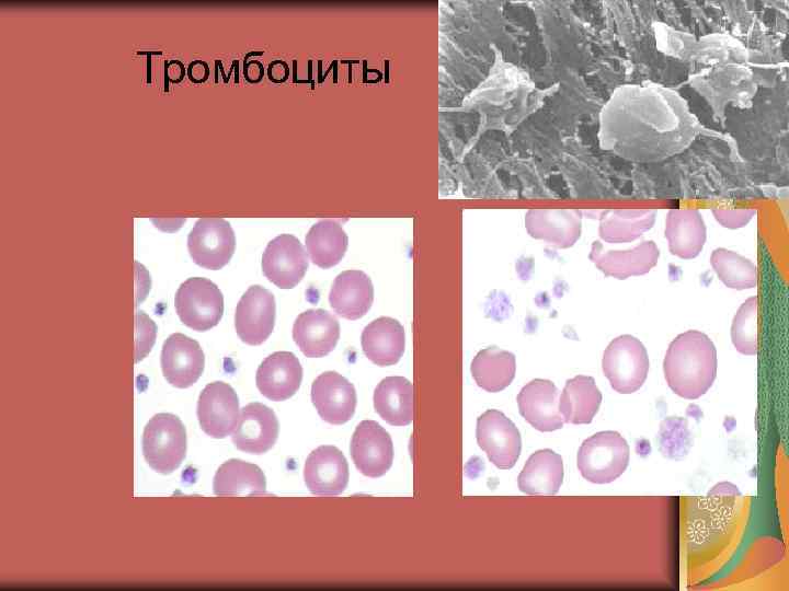Тромбоциты Тромбоциты