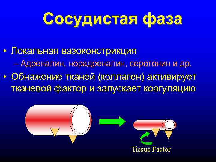   Сосудистая фаза • Локальная вазоконстрикция  – Адреналин, норадреналин, серотонин и др.