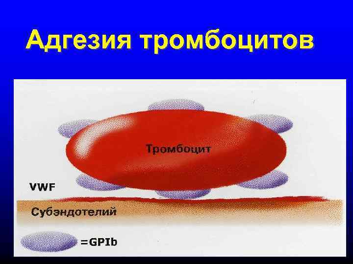 Адгезия тромбоцитов 