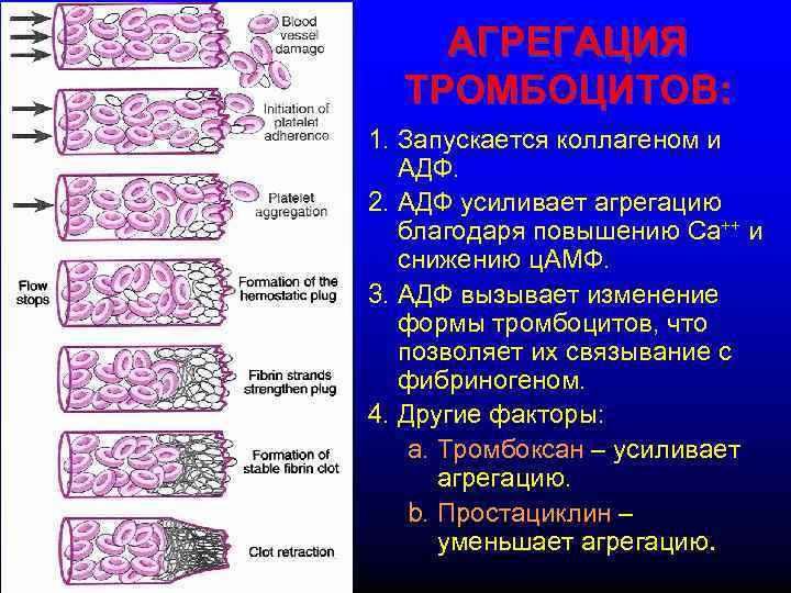   АГРЕГАЦИЯ  ТРОМБОЦИТОВ: 1. Запускается коллагеном и  АДФ. 2. АДФ усиливает