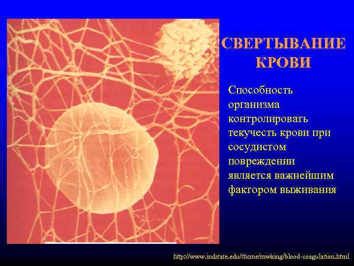     СВЕРТЫВАНИЕ    КРОВИ    Cпособность 