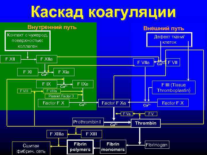    Каскад коагуляции    Внутренний путь    Внешний
