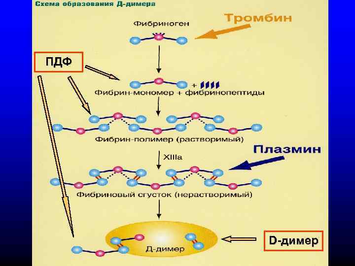 ПДФ  D-димер 