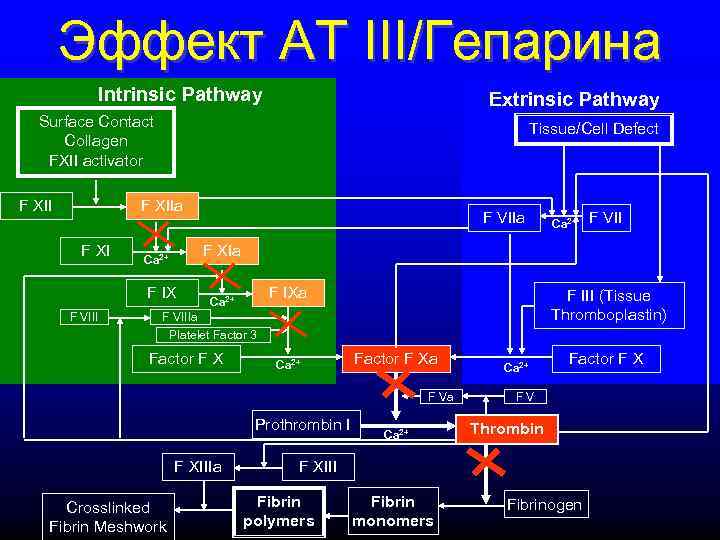   Эффект АТ III/Гепарина   Intrinsic Pathway     