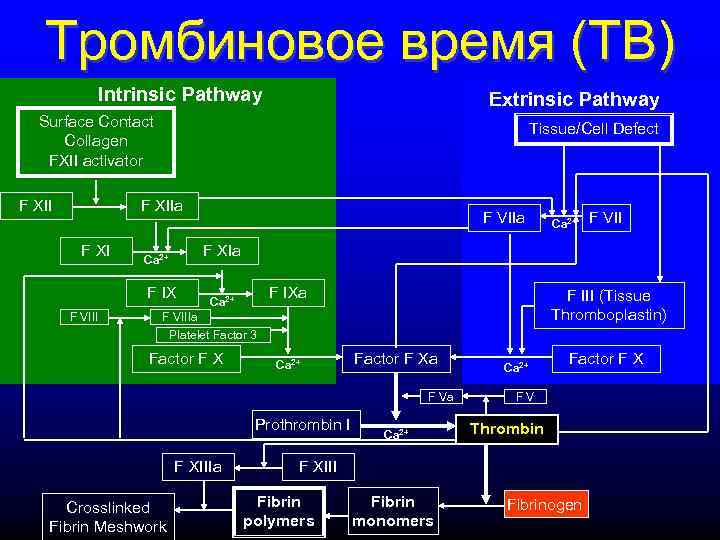   Тромбиновое время (TВ)   Intrinsic Pathway     