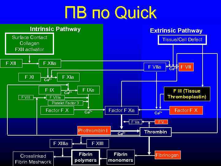        ПВ по Quick   Intrinsic Pathway