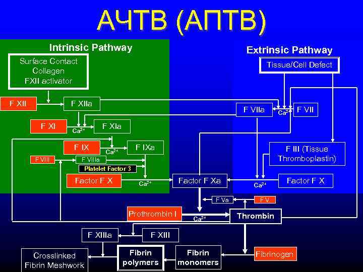      АЧТВ (АПТВ)   Intrinsic Pathway   