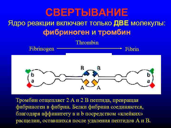    СВЕРТЫВАНИЕ Ядро реакции включает только ДВЕ молекулы:   фибриноген и