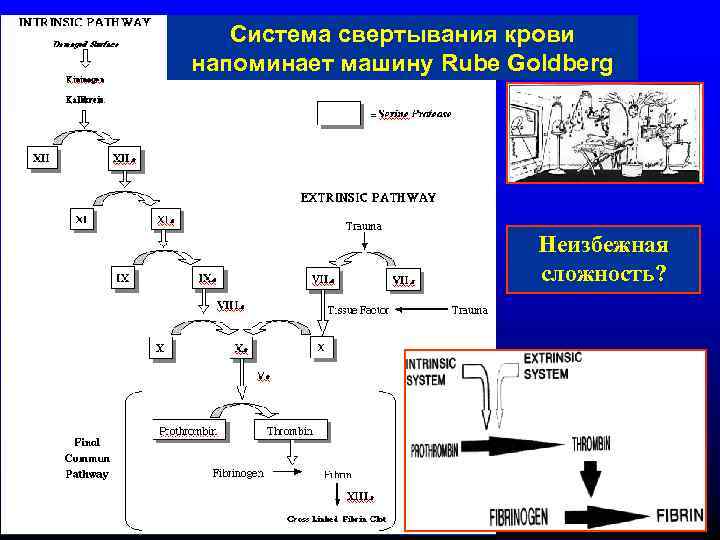   Система свертывания крови напоминает машину Rube Goldberg     Неизбежная