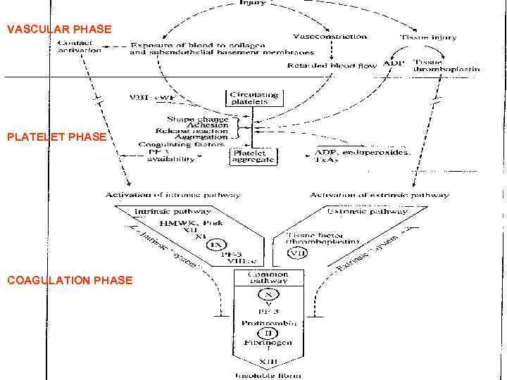 VASCULAR PHASE PLATELET PHASE COAGULATION PHASE 