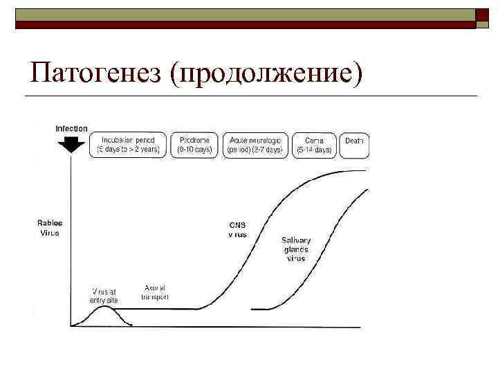 Патогенез (продолжение) 