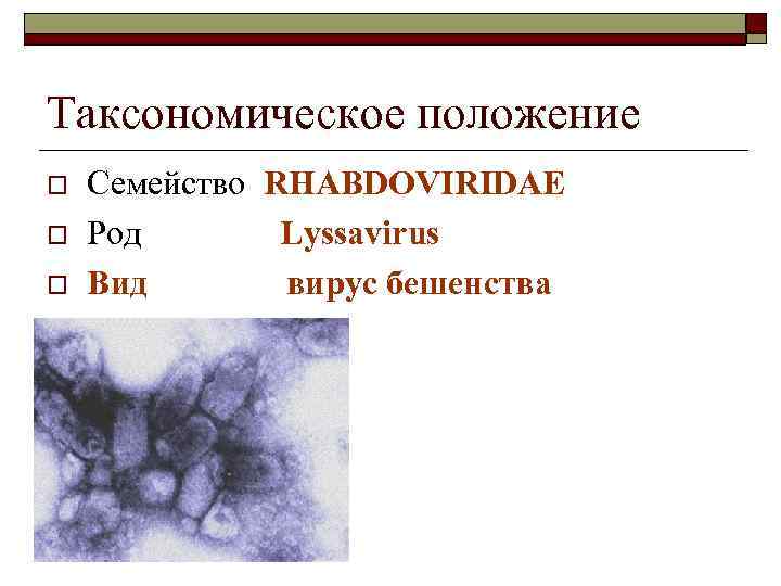 Таксономическое положение o  Семейство RHABDOVIRIDAE o  Род    Lyssavirus o