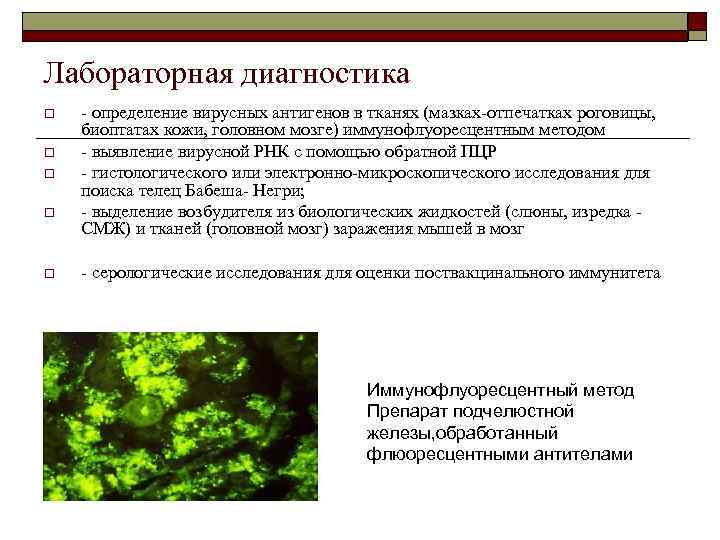 Лабораторная диагностика o  - определение вирусных антигенов в тканях (мазках-отпечатках роговицы,  биоптатах