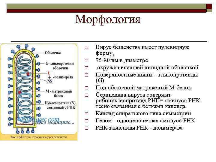 Морфология  o  Вирус бешенства имеет пулевидную  форму,  o  75