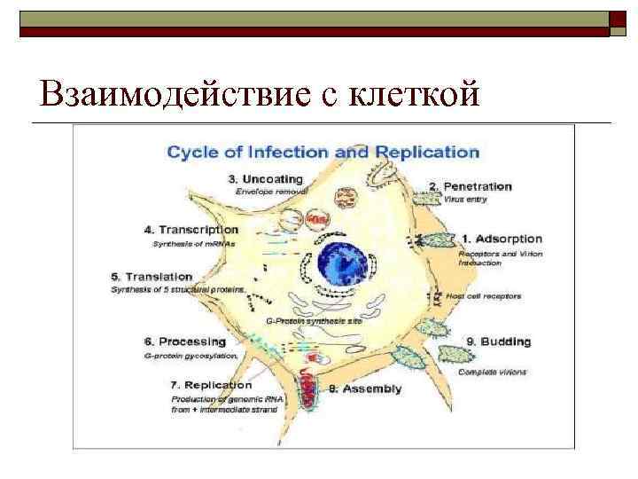 Взаимодействие с клеткой 