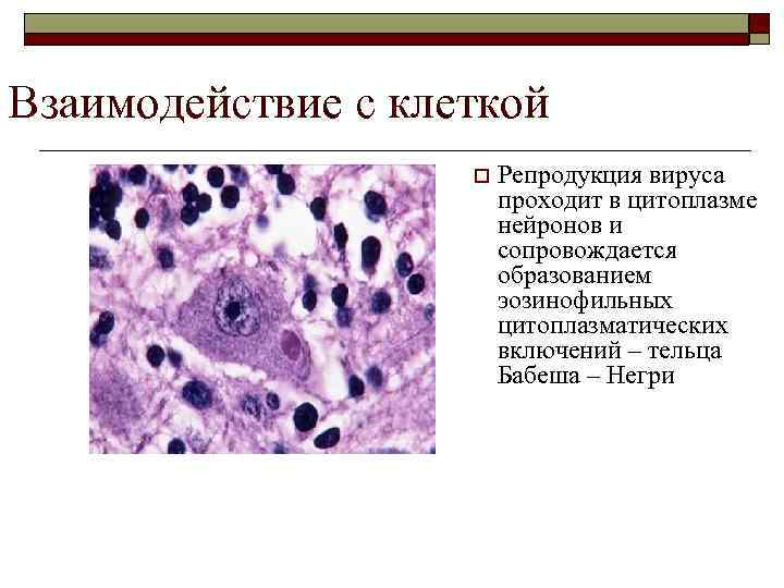 Взаимодействие с клеткой     o  Репродукция вируса   