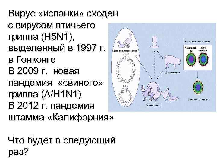 Вирус «испанки» сходен с вирусом птичьего гриппа (H 5 N 1), выделенный в 1997