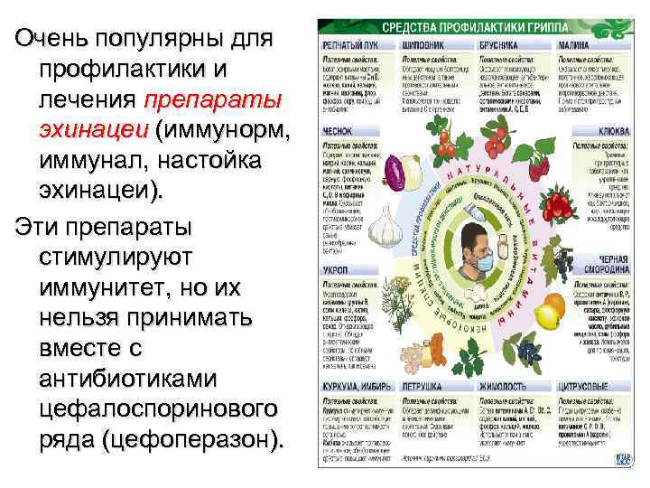 Очень популярны для  профилактики и  лечения препараты  эхинацеи (иммунорм,  иммунал,