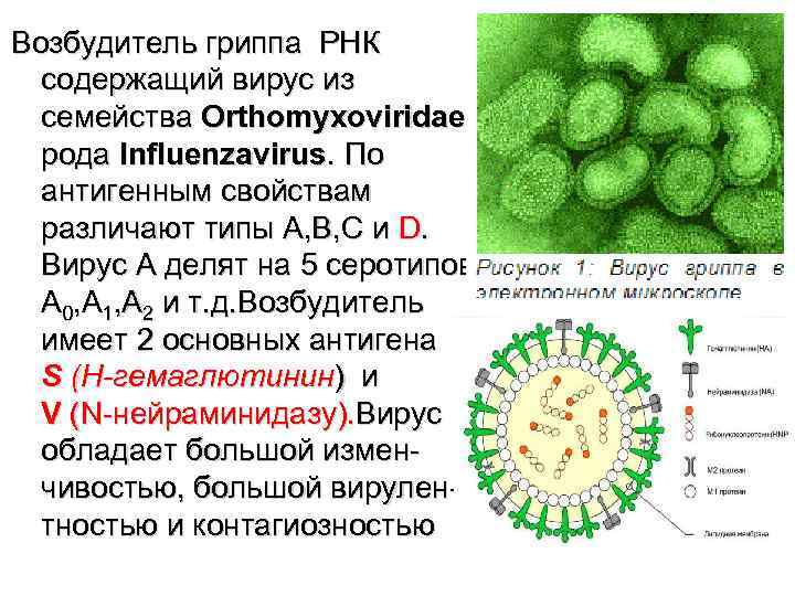 Возбудитель гриппа РНК  содержащий вирус из  семейства Orthomyxoviridae  рода Influenzavirus. По