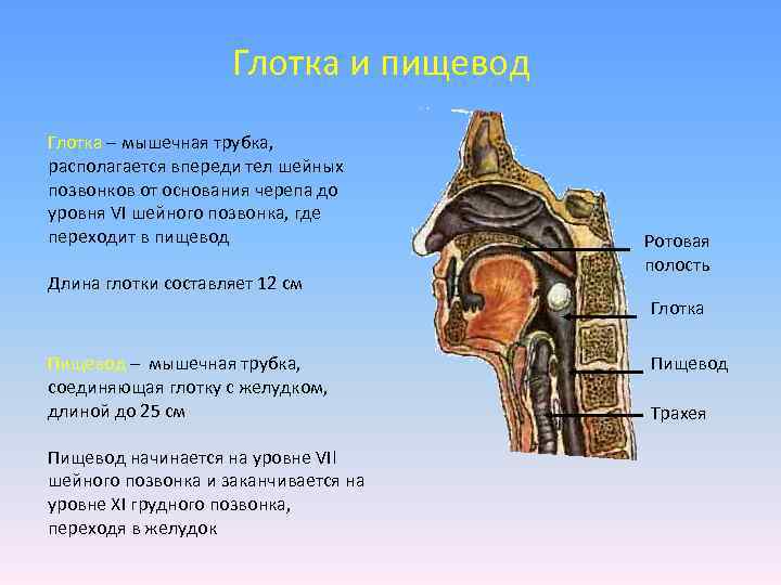 Строение и функции глотки и пищевода