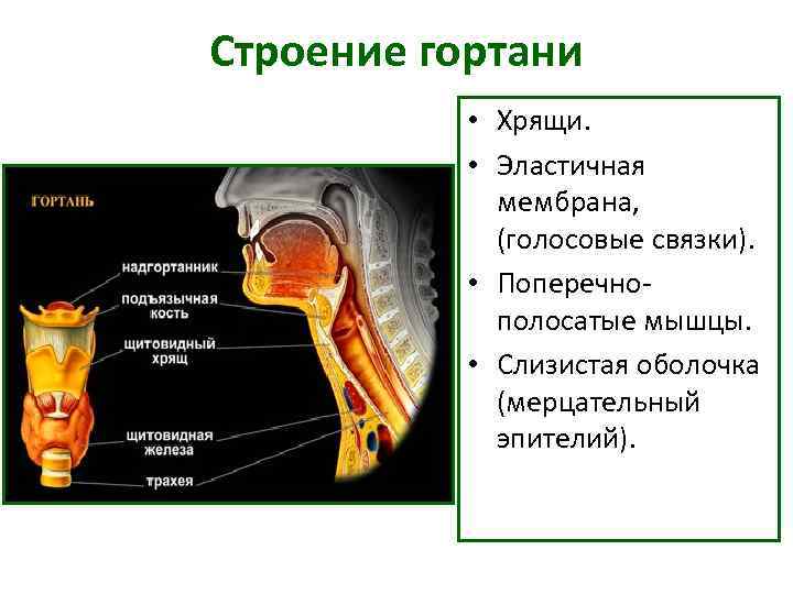 Строение гортани • Хрящи. • Эластичная мембрана, Строение гортани • Хрящи. • Эластичная мембрана,