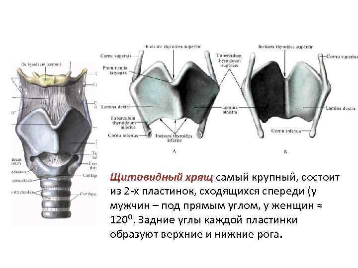 Щитовидный хрящ самый крупный, состоит из 2 х пластинок, сходящихся спереди (у мужчин – Щитовидный хрящ самый крупный, состоит из 2 х пластинок, сходящихся спереди (у мужчин –