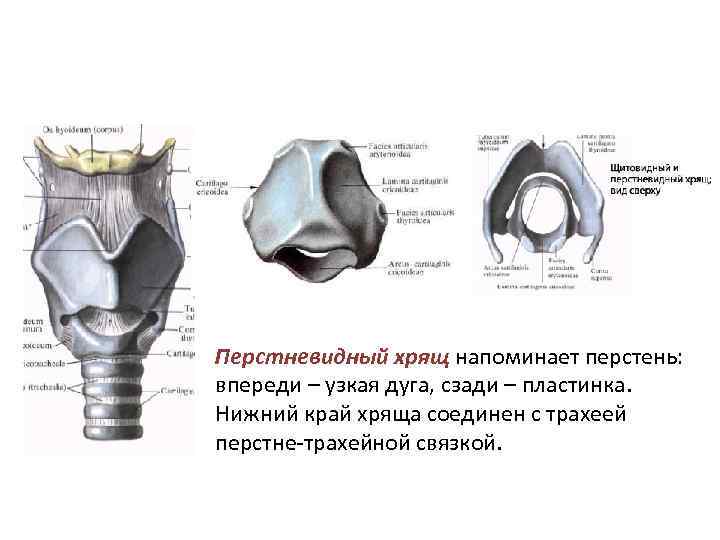 Перстневидный хрящ напоминает перстень: впереди – узкая дуга, сзади – пластинка. Нижний Перстневидный хрящ напоминает перстень: впереди – узкая дуга, сзади – пластинка. Нижний