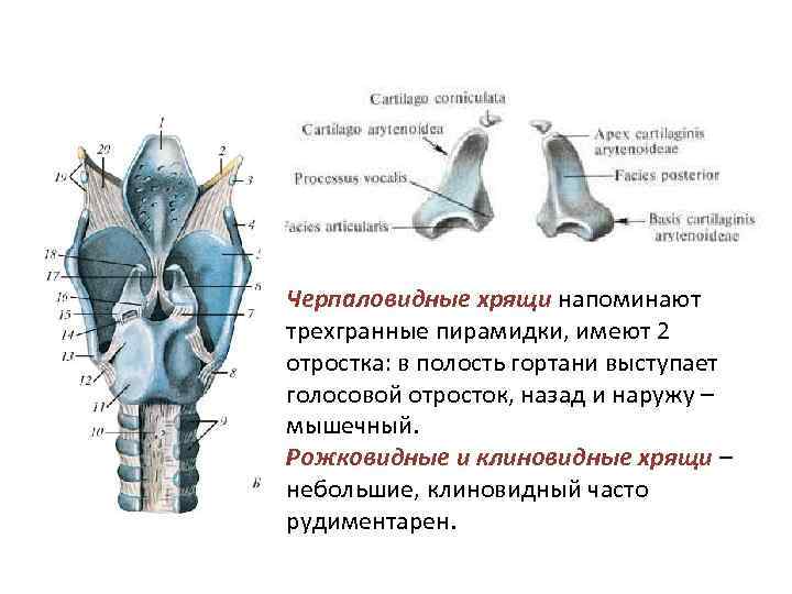 Черпаловидные хрящи напоминают трехгранные пирамидки, имеют 2 отростка: в полость гортани выступает голосовой отросток, Черпаловидные хрящи напоминают трехгранные пирамидки, имеют 2 отростка: в полость гортани выступает голосовой отросток,