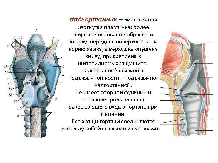 Надгортанник – листовидная изогнутая пластинка; более широкое основание обращено кверху, передняя поверхность – Надгортанник – листовидная изогнутая пластинка; более широкое основание обращено кверху, передняя поверхность –