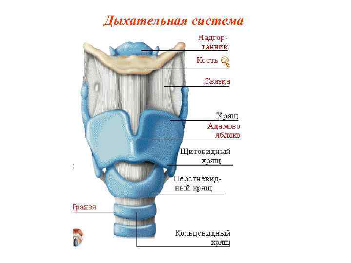 Дыхательная система Дыхательная система