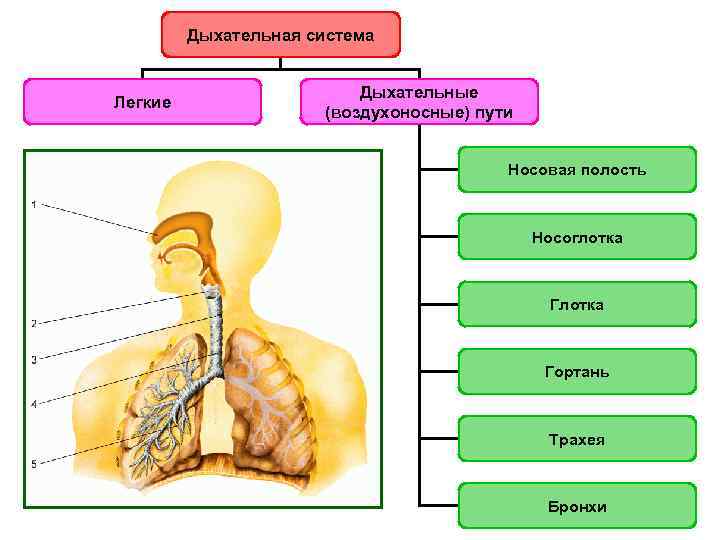 Дыхательная система Дыхательные Легкие Дыхательная система Дыхательные Легкие