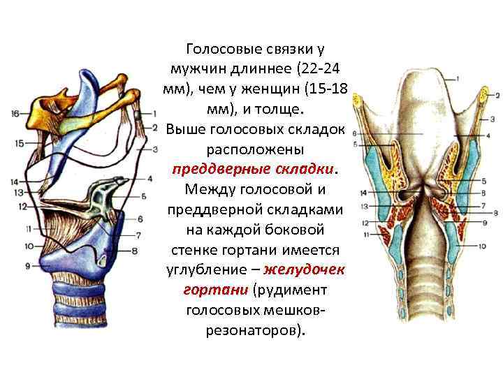 Голосовые связки у человека фото