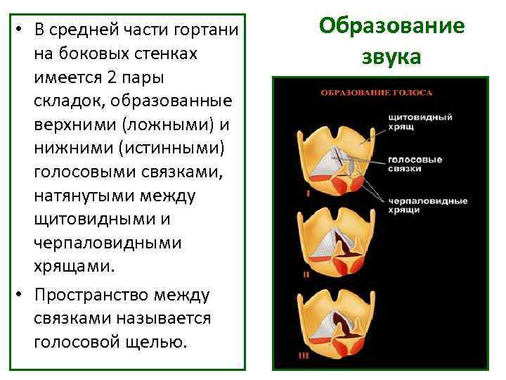 • В средней части гортани Образование на боковых стенках звука • В средней части гортани Образование на боковых стенках звука