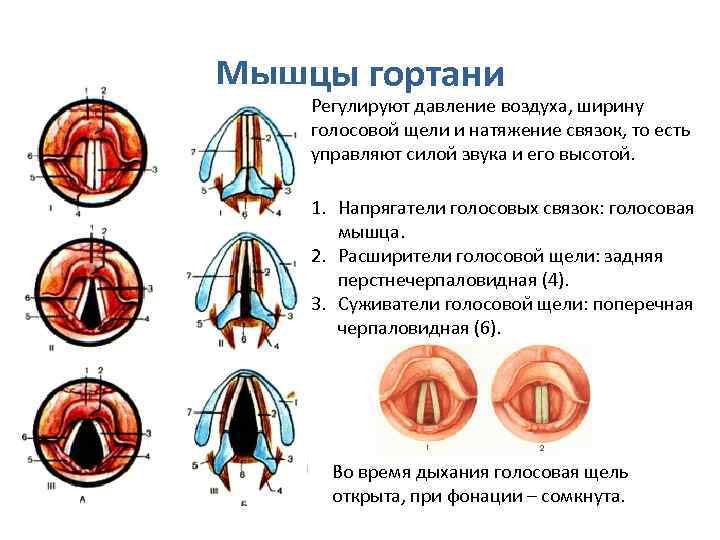 Мышцы гортани Регулируют давление воздуха, ширину голосовой щели и натяжение связок, то есть управляют Мышцы гортани Регулируют давление воздуха, ширину голосовой щели и натяжение связок, то есть управляют