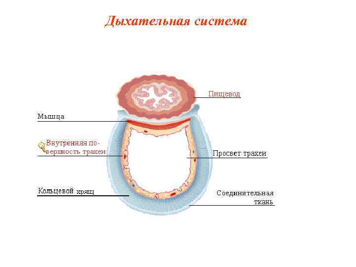 Дыхательная система Дыхательная система