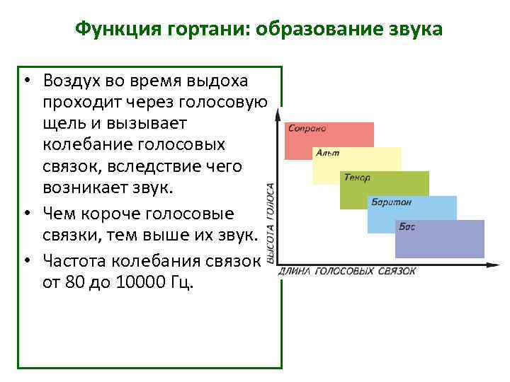 Функция гортани: образование звука • Воздух во время выдоха проходит через Функция гортани: образование звука • Воздух во время выдоха проходит через