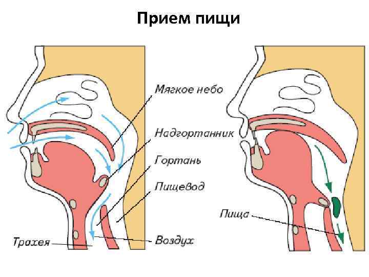 Прием пищи Прием пищи