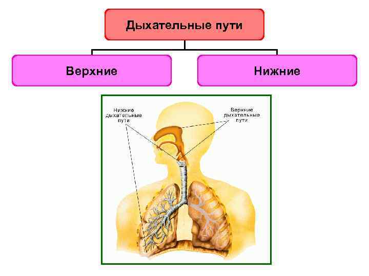 Строение дыхательных путей человека фото с описанием