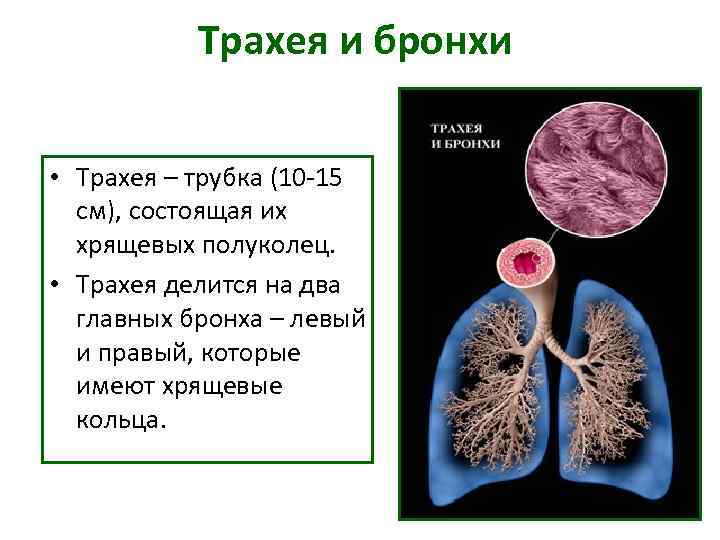 Трахея и бронхи • Трахея – трубка (10 15 см), Трахея и бронхи • Трахея – трубка (10 15 см),