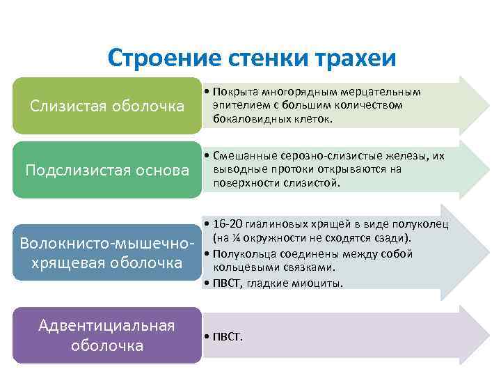 Строение стенки трахеи • Покрыта многорядным мерцательным Строение стенки трахеи • Покрыта многорядным мерцательным