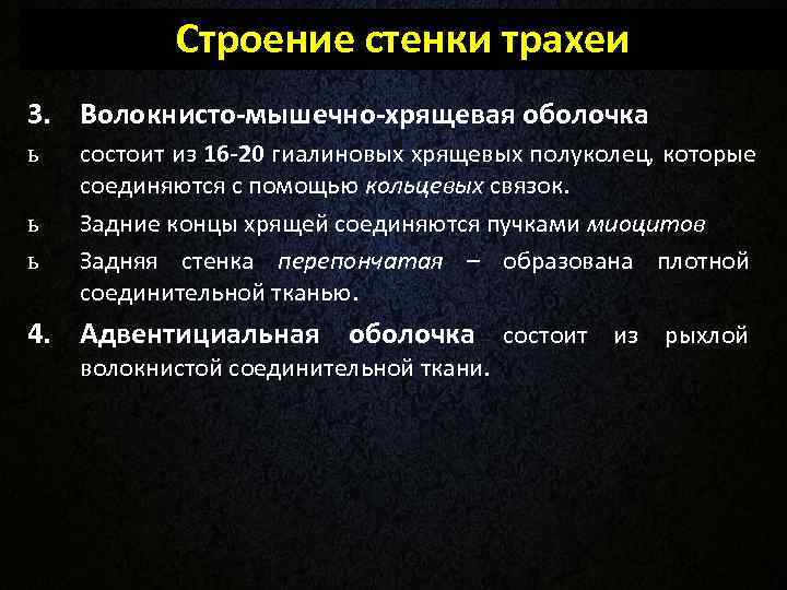 Строение стенки трахеи 3. Волокнисто-мышечно-хрящевая оболочка ь состоит из 16 -20 Строение стенки трахеи 3. Волокнисто-мышечно-хрящевая оболочка ь состоит из 16 -20