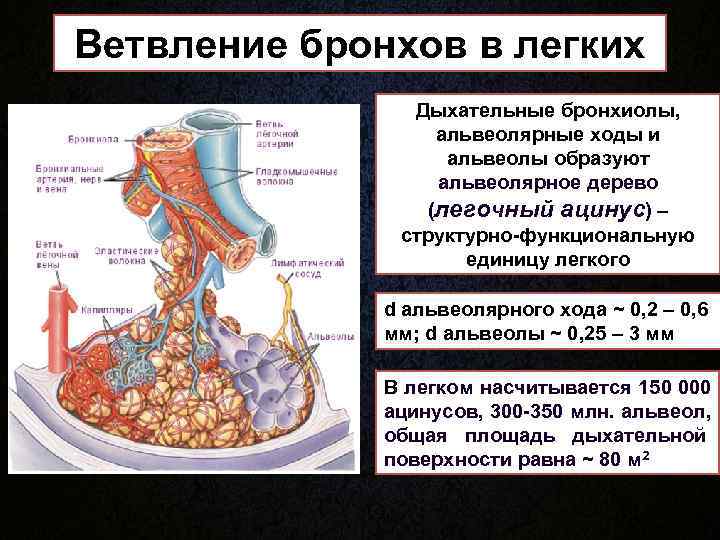 Ветвление бронхов в легких Дыхательные бронхиолы, альвеолярные ходы и Ветвление бронхов в легких Дыхательные бронхиолы, альвеолярные ходы и