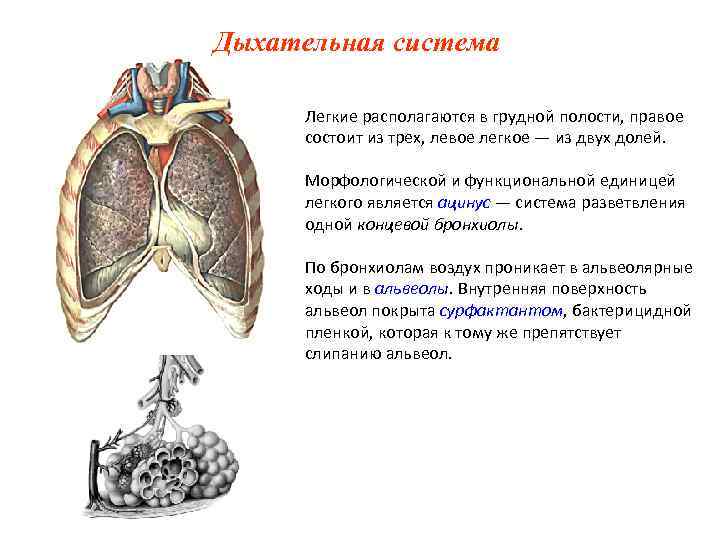 Органы дыхания 9 класс