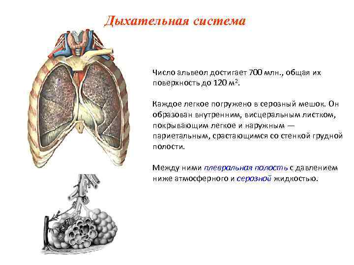 Дыхательная система Число альвеол достигает 700 млн. , общая их поверхность Дыхательная система Число альвеол достигает 700 млн. , общая их поверхность