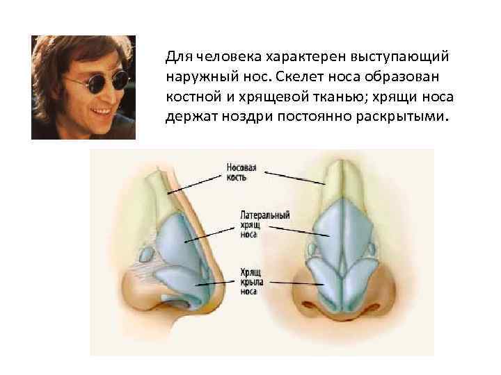 Для человека характерен выступающий наружный нос. Скелет носа образован костной и хрящевой тканью; хрящи Для человека характерен выступающий наружный нос. Скелет носа образован костной и хрящевой тканью; хрящи