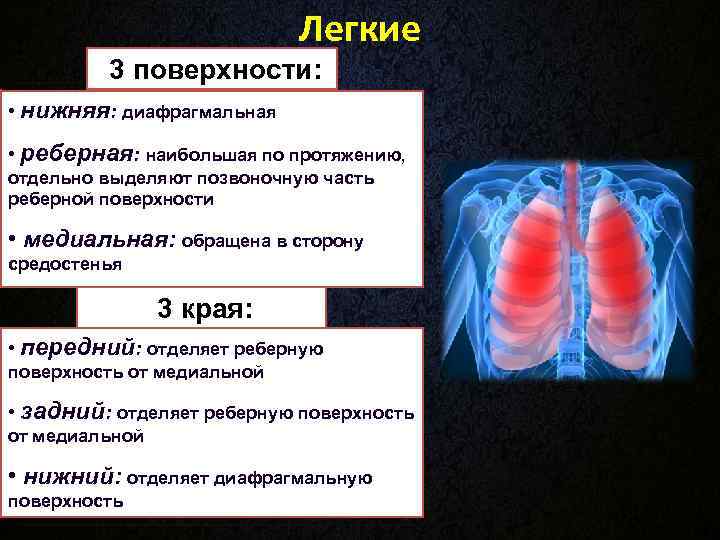 Легкие 3 поверхности: • нижняя: Легкие 3 поверхности: • нижняя: