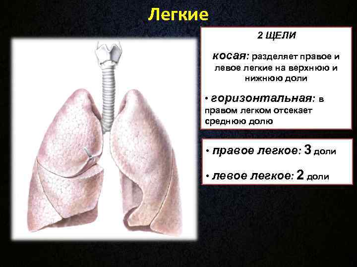 Легкие 2 ЩЕЛИ косая: разделяет правое и левое легкие Легкие 2 ЩЕЛИ косая: разделяет правое и левое легкие