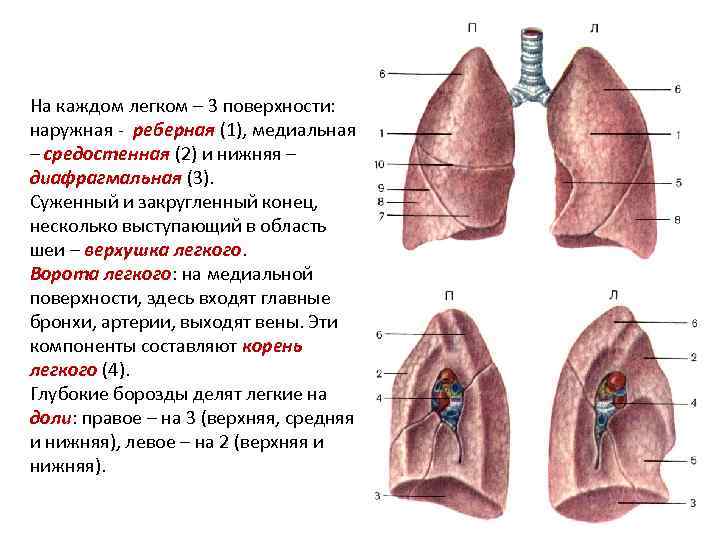На каждом легком – 3 поверхности: наружная реберная (1), медиальная – средостенная На каждом легком – 3 поверхности: наружная реберная (1), медиальная – средостенная
