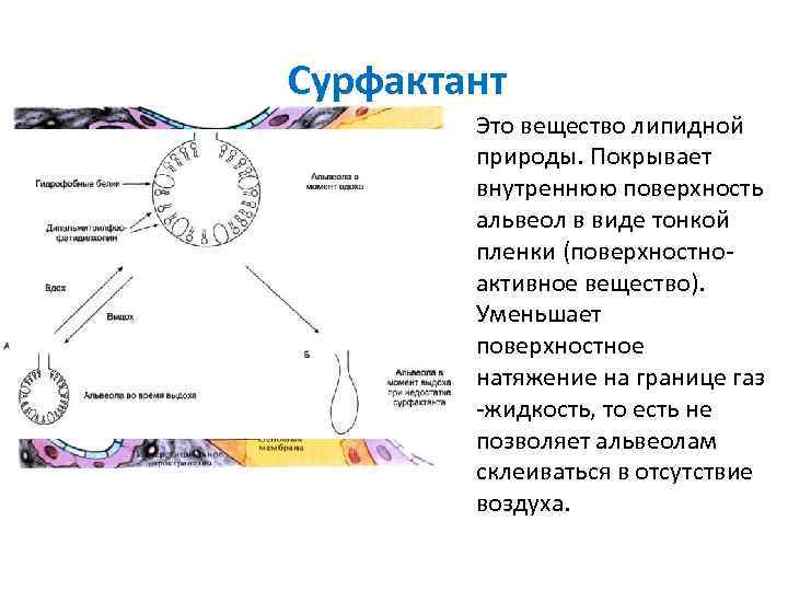 Сурфактант Это вещество липидной природы. Покрывает внутреннюю поверхность Сурфактант Это вещество липидной природы. Покрывает внутреннюю поверхность